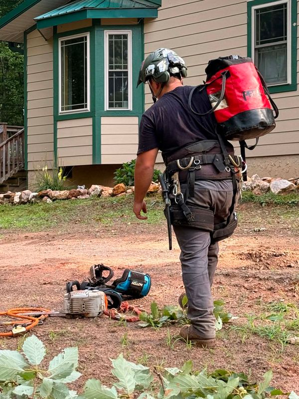 Tree Removal