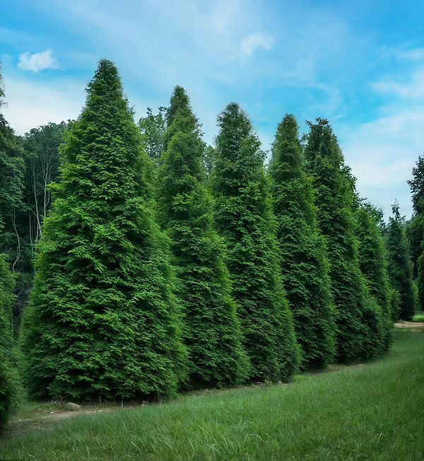 Green Giant Trees