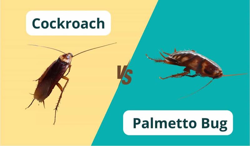 Cock Roaches