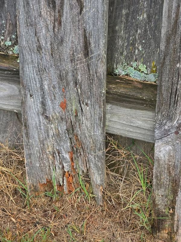 Termite Inspection & Treatment