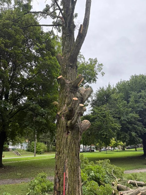 Storm Damage Clean-Up
