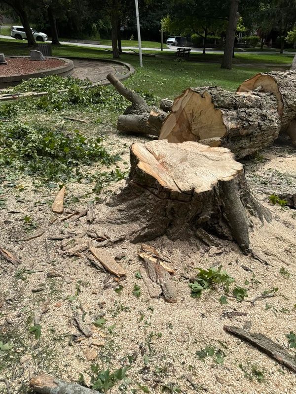 Tree Removal