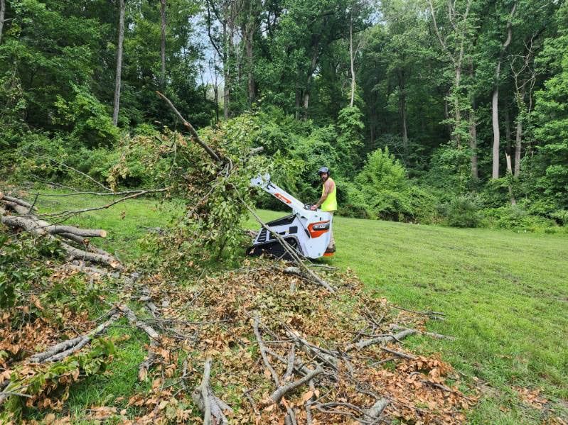 Tree Removal gallery