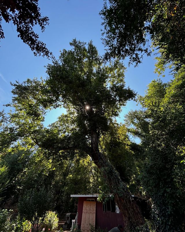 Tree Services