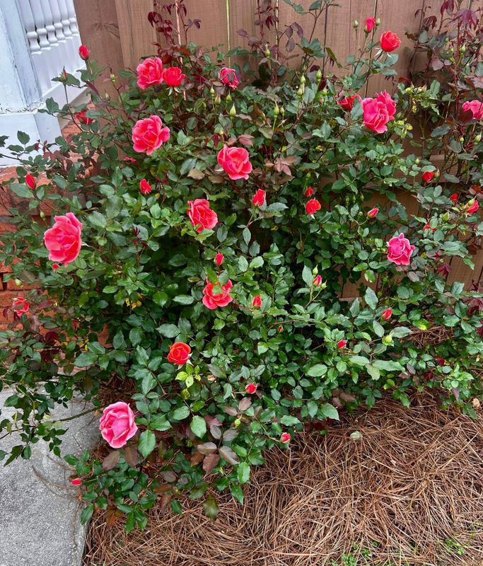 Landscape Bed Maintenance