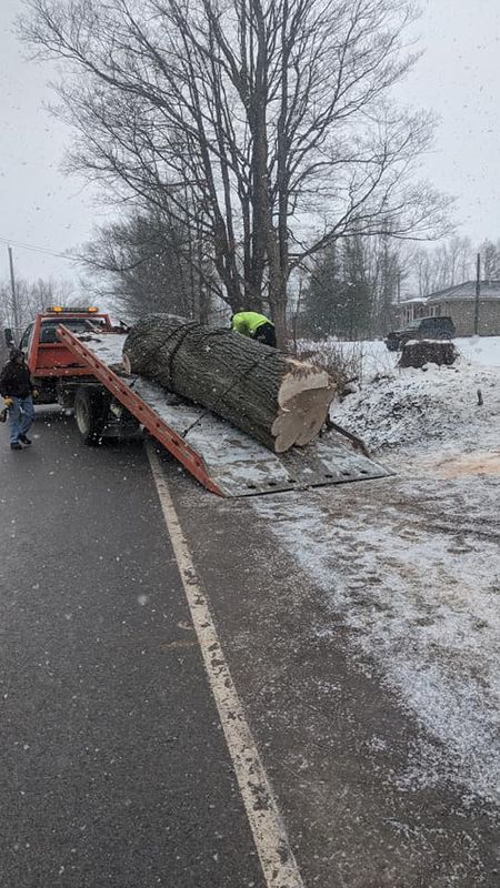Tree Removal gallery