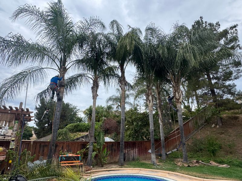 Tree Trimming