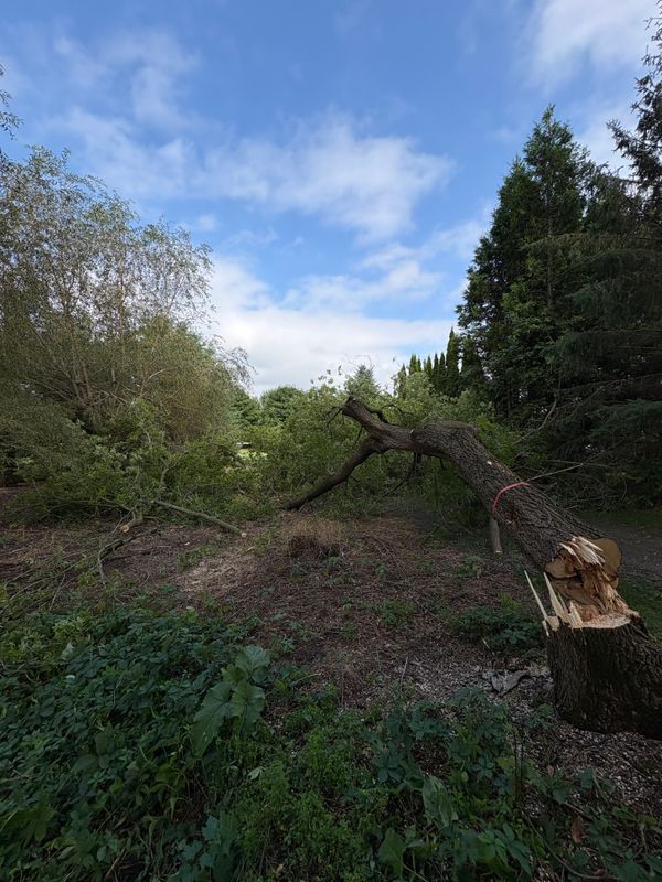 Tree Services