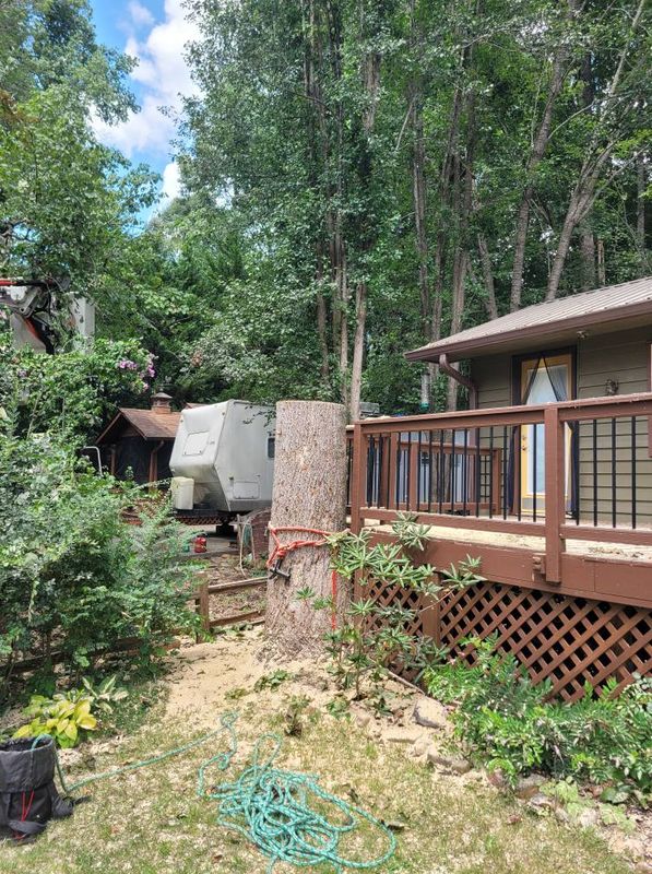 Tree Trimming & Removal
