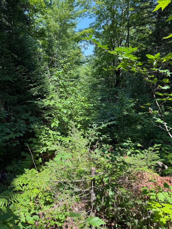 Shrub Trimming & Tree work