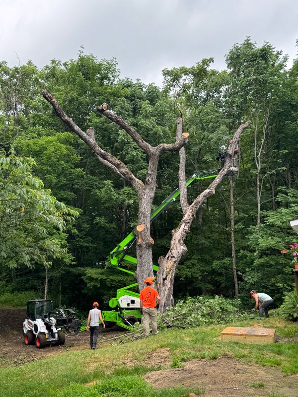 Timeless Elegance: Expert Tree Service Transforms Family Legacy