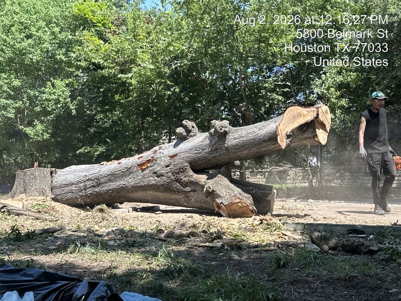 Tree trimming and removal