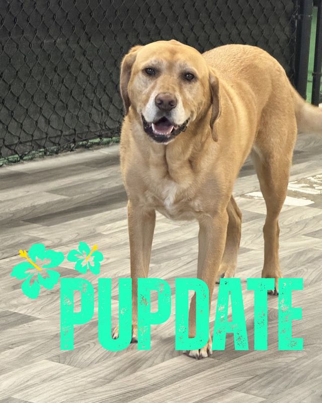 Open Play Daycare