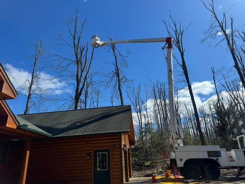 Tree Removal