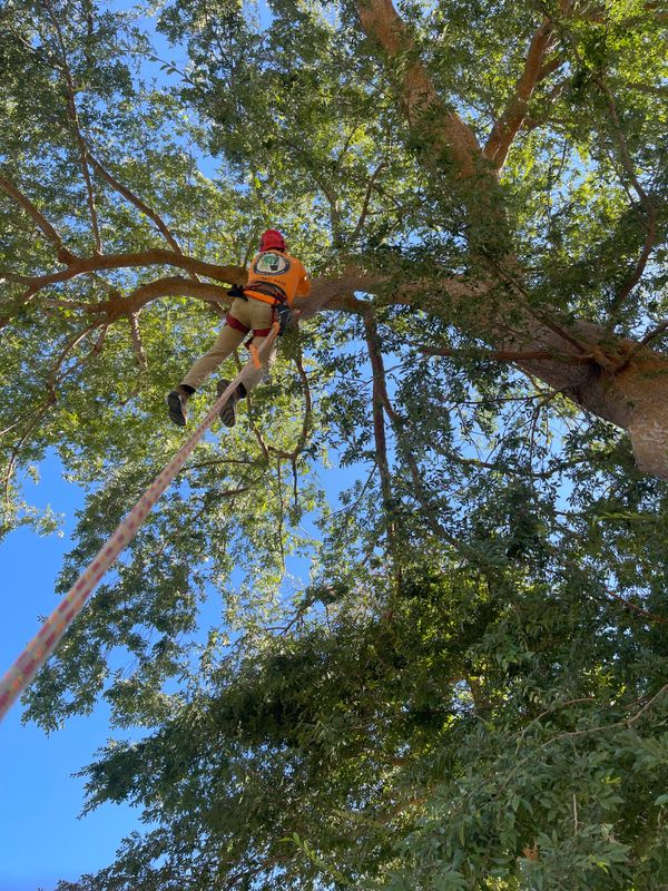 Trimming & Pruning Services
