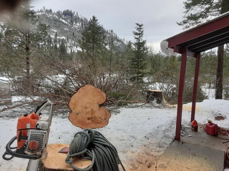 Tree Trimming and Removal