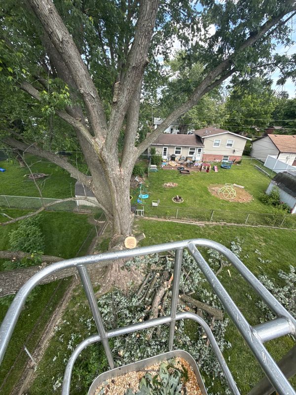 Tree Trimming