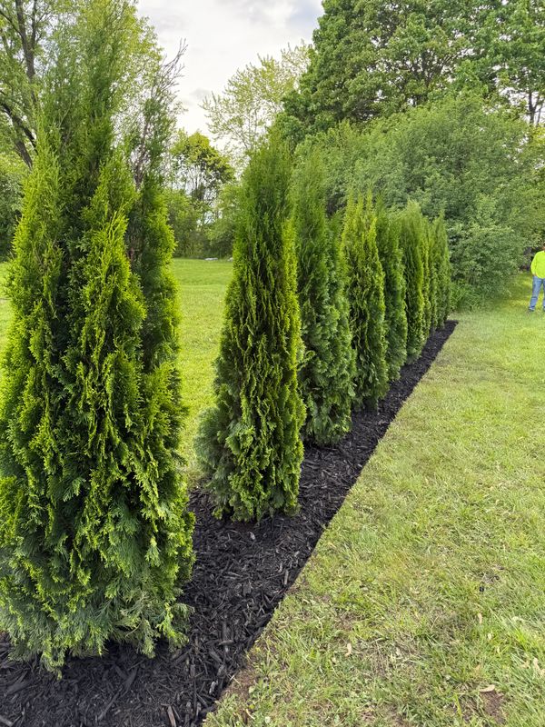 Tree & Shrub Planting