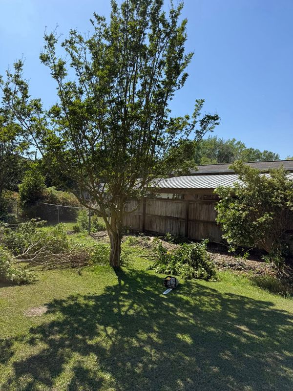Tree & Shrub Care