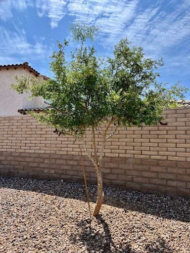 Tree & Shrub Care