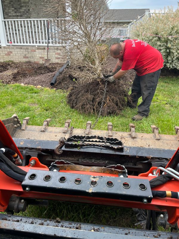 Tree Maintenance