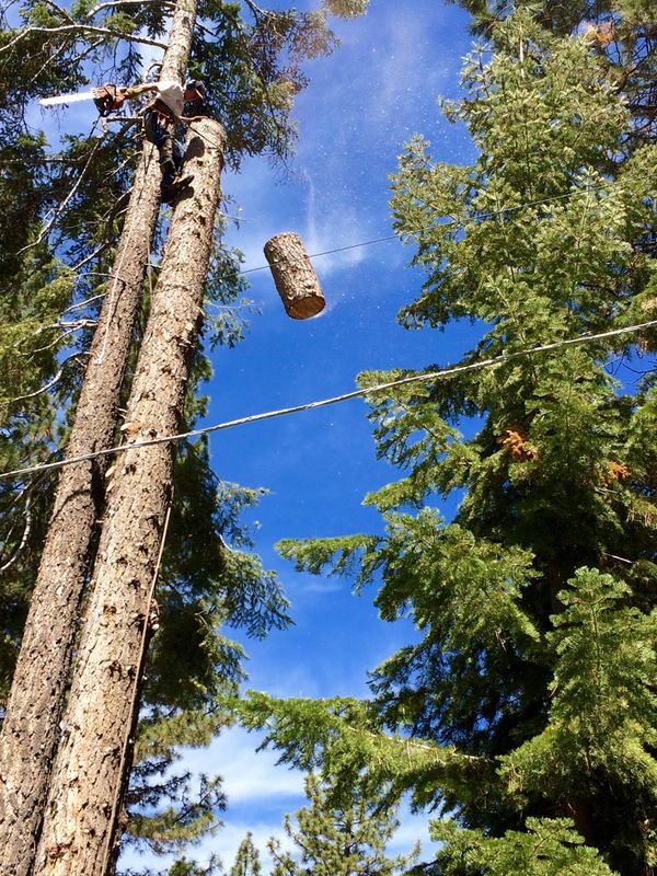Tree Removal gallery