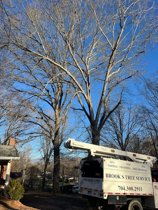 Tree Trimming
