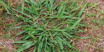 Weed, Pest & Disease Management (100% Naturally Organic)