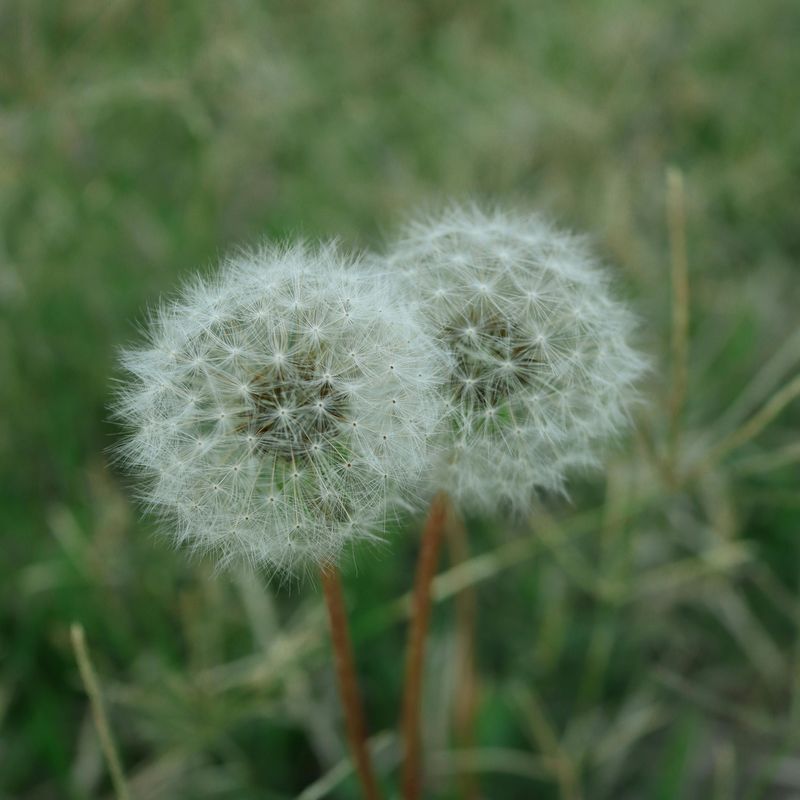 Weed Control