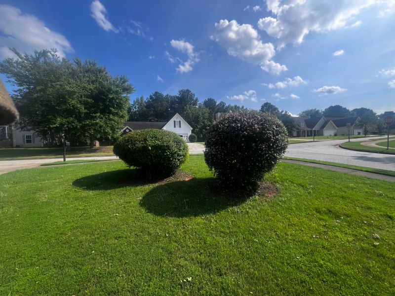 Tree & Shrub Care