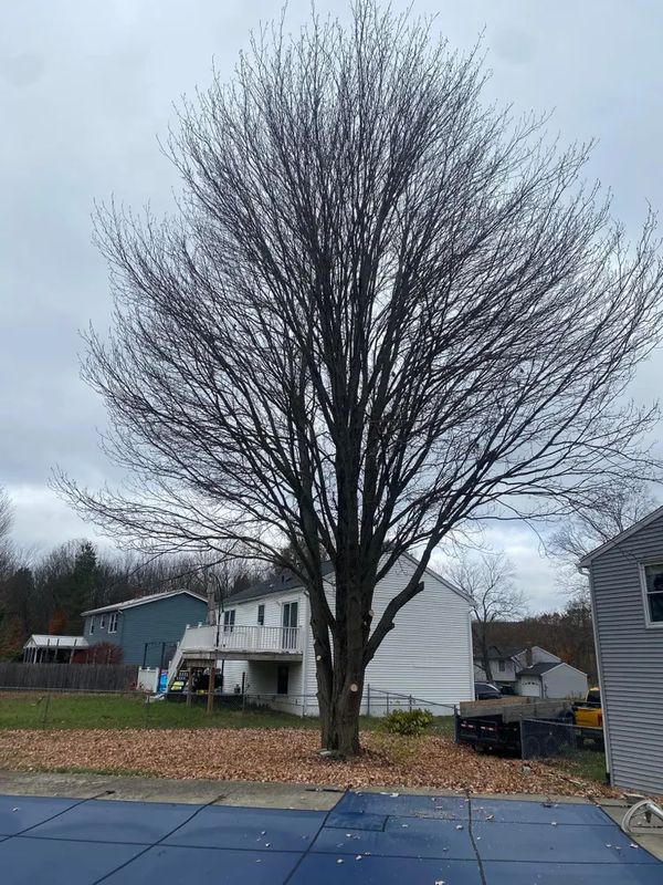 Tree Trimming