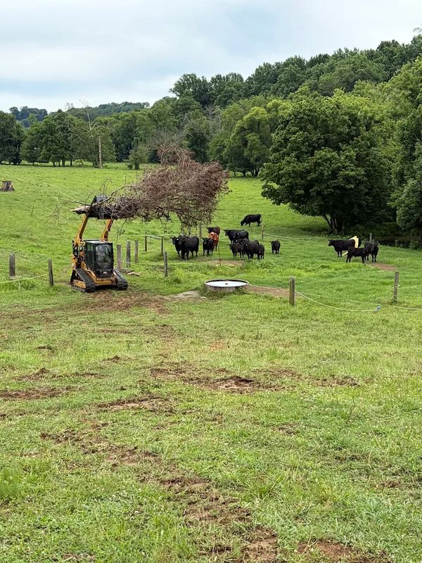 Tree Removal