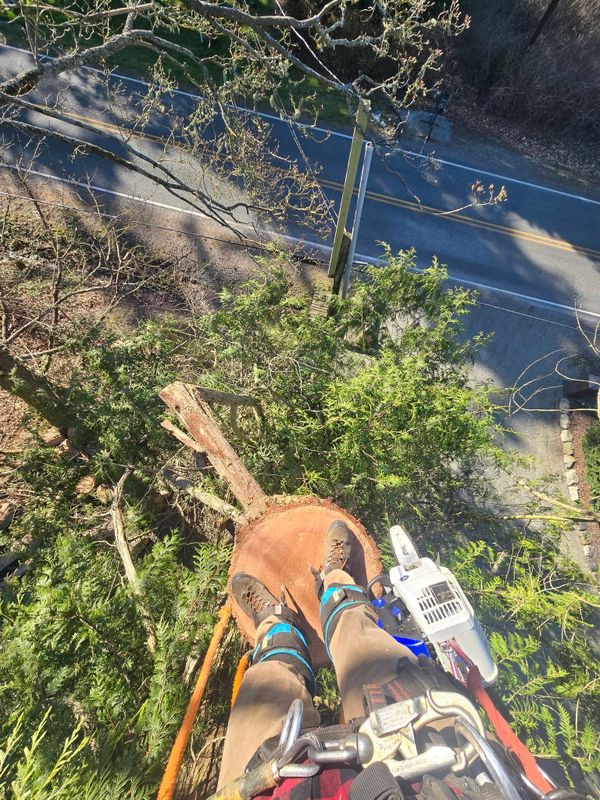 Tree Removal