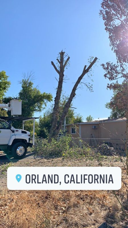 Tree Removal gallery