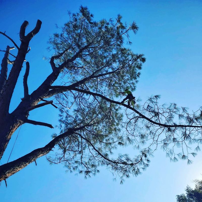 Tree Trimming