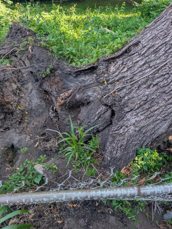 Tree Removal