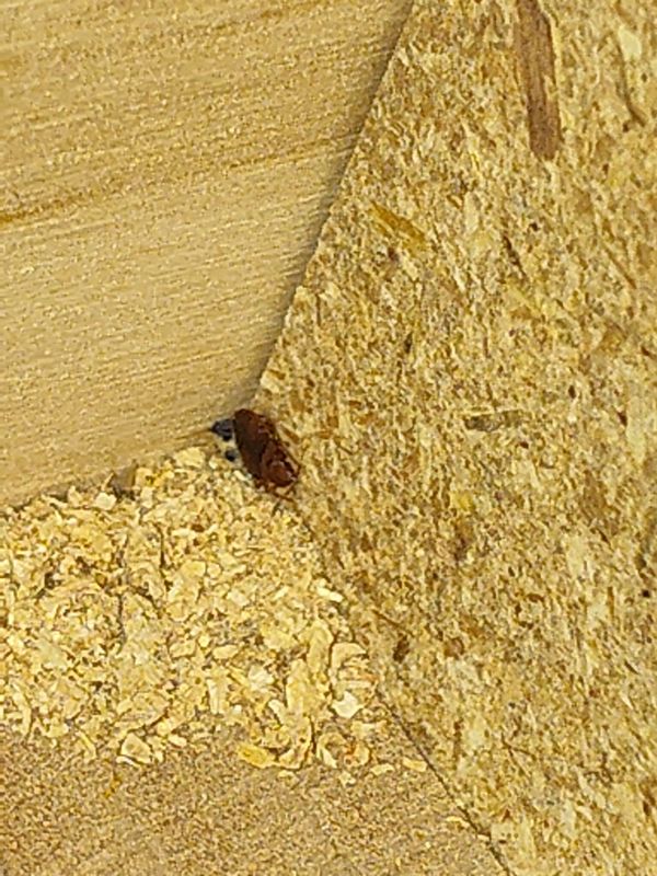 Termite Inspection & Treatment