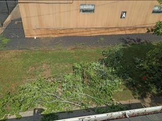 Fallen Tree Removal