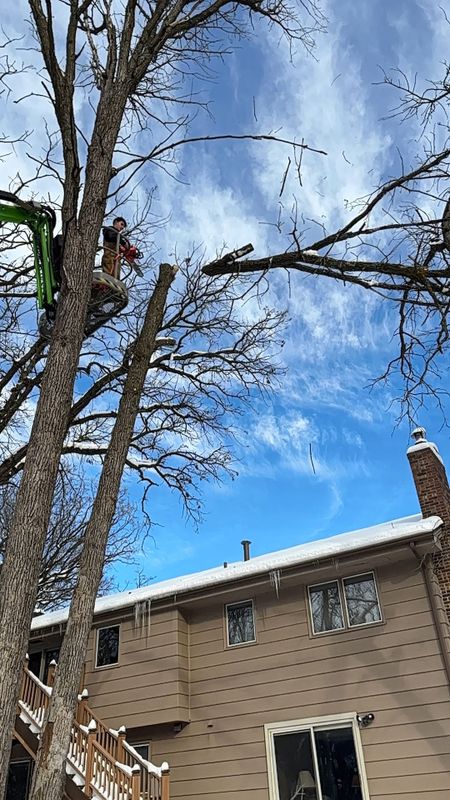 Tree Removal