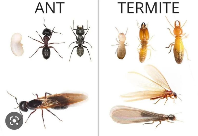 Termite
