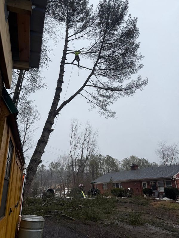 Tree Removal gallery
