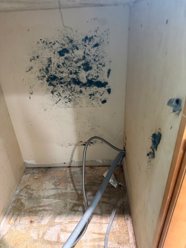 Mold Remediation
