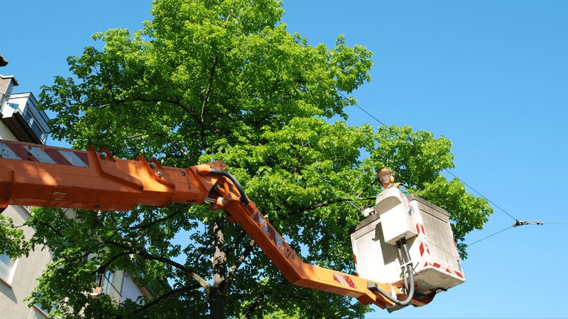 Tree Pruning
