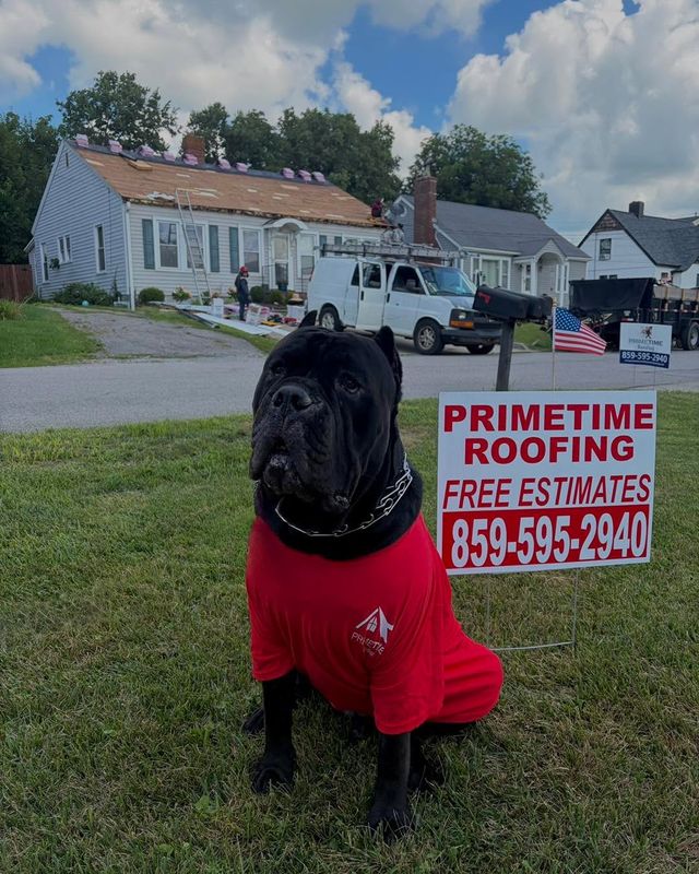 🛡️ Meet the newest member of the Primetime Roofing security team… our Cane Corso! 🐾❤️

Some families have alarm systems.

We have protection on the ground… and protection over your head.

At Primetime Roofing, we believe your roof is your home’s first line of defense. Just like our loyal protector watches over what matters most, we’re committed to protecting your family with quality craftsmanship, honest service, and roofs built to withstand whatever Mother Nature brings.

Whether your roof has been damaged by hail, wind, or simply years of wear, our award-winning team is here to help every step of the way—from the free inspection to the final nail.

🏆 Contractor of the Year – 2024 & 2025
🇺🇸 Christian • Veteran • Female Owned
🏠 Owens Corning Preferred Contractor
🔨 Roofing • Gutters • Siding

📞 FREE Roof Inspection
Kentucky: 859-595-2940

🐶 Now tell us…
What’s your dog’s name, and do they “inspect” every project like ours does? Drop a picture in the comments—we’d love to meet your four-legged protectors! 📸🐾

Primetime Roofing
Protecting What Protects You. 🏡❤️

#PrimetimeRoofing #CaneCorso #RoofingExperts #ProtectingWhatProtectsYou #RoofReplacement #FreeRoofInspection #KentuckyRoofing #StormDamage #ChristianOwned #VeteranOwned #FemaleOwned #ContractorOfTheYear #FamilyFirst