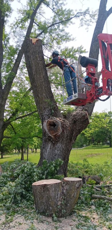 Tree Trimming