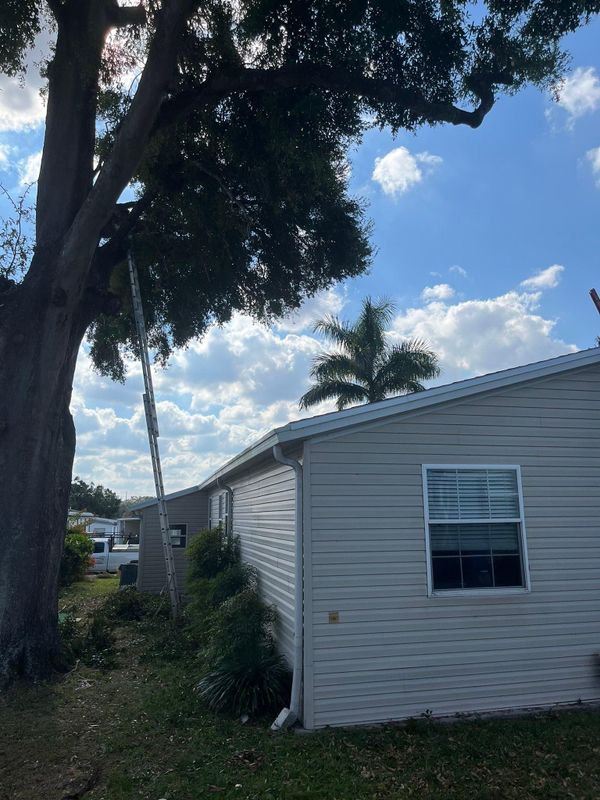 Tree Removal