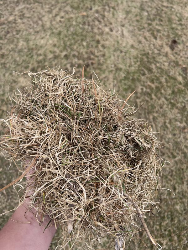 Dethatching
