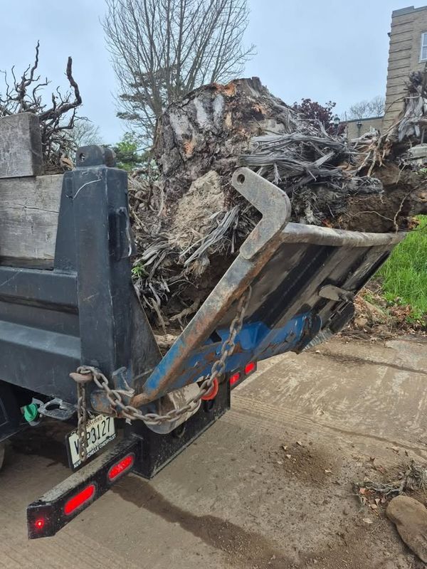 Tree & Shrub Care