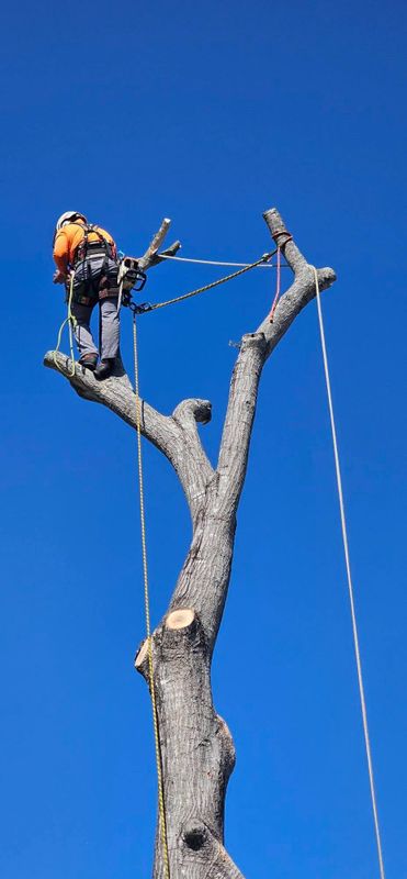 Tree Trimming