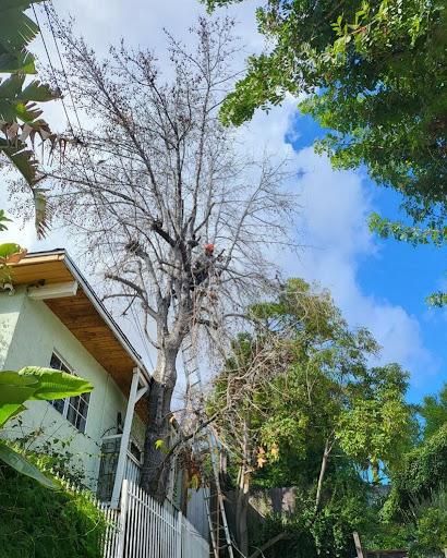 Tree Trimming